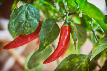 Paprikafrucht (Capsicum)